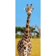 Kakemono Afrique Girafe - 180 x 80 cm - Toile M1 avec structure  X- Banner