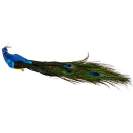 Paon bleu roi 34 x 9 x7 cm / plumes