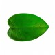 Feuille Anthurium 44x 28.5CM