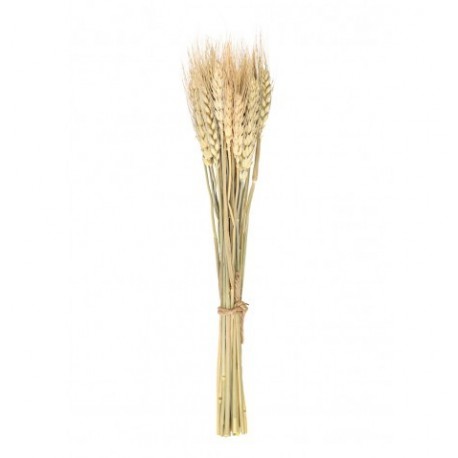 Bouquet de 24 epis de blé naturel hauteur 35 cm