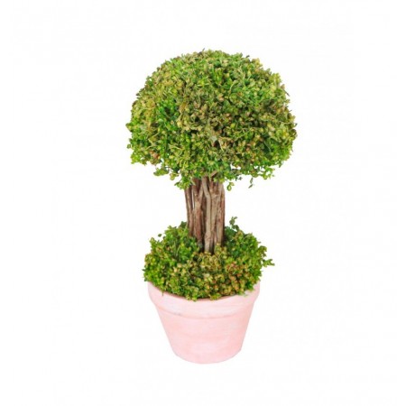 Arbuste vert en pot - Diam. 12 x 21.5 cm