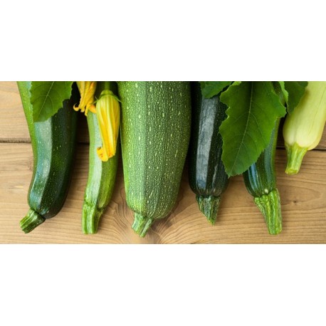 Panoramique Courgettes - PVC - 60 x 30 cm