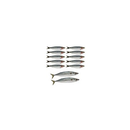 Mobiles sardines x 12 - carton - 10 de 22cm de long et 2 de 32 cm
