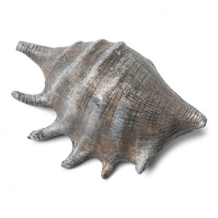 Coquillage gris naturel 12 x 8 cm