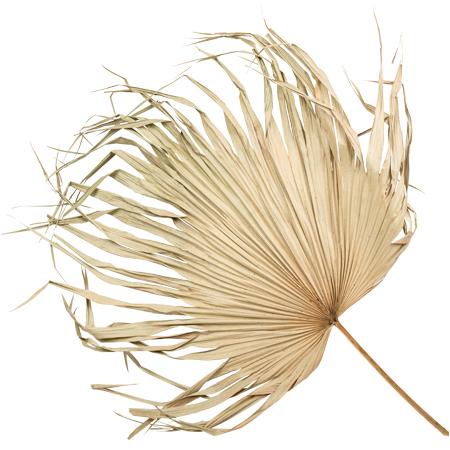 Feuille de palmier naturelle séchée 82x55 cm