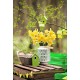 Visuel Jonquilles- PVC - 30 x 20 cm