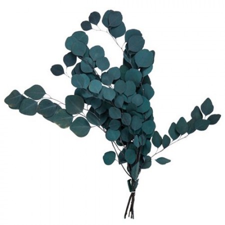 Bouquet d'eucalyptus vert foncé stabilisé (50 à 75 cm)