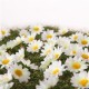 Sachet de 50 fleurs artificielles - Diam. 4cm