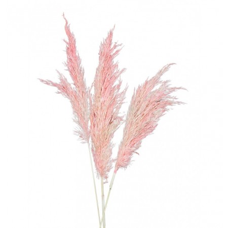 Bouquet de 6 tiges d'herbes de pampa rose 65-75cm