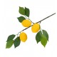 Branche de 5 citrons et feuillage 51 cm
