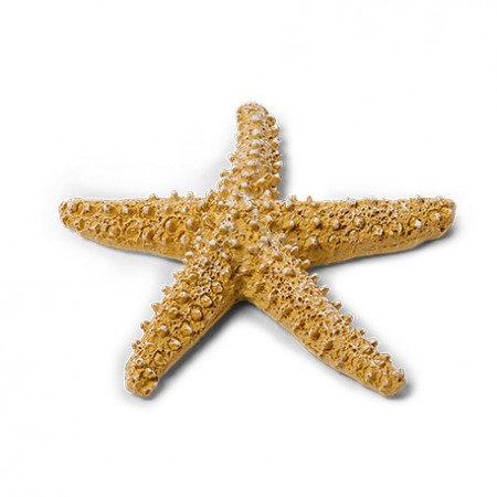 Etoile de mer en résine beige 6,5 cm