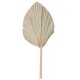 Feuille de palme séchée éventail naturelle 60x30cm