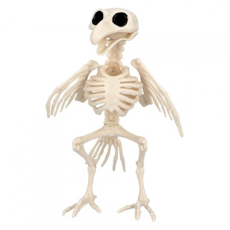Squelette d'oiseau - Haut. 20cm