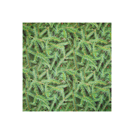 Tissu Sapin coton - Larg. 150cm (vendu au mètre)