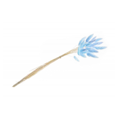 Bouquet de 25 tiges Lagurus bleu - Haut. 50cm