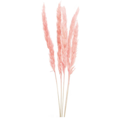Bouquet de 5 tiges d'herbes de pampa rose - Haut. 60cm