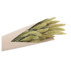 Bouquet de setaria naturel vert 100g - Haut. 74cm