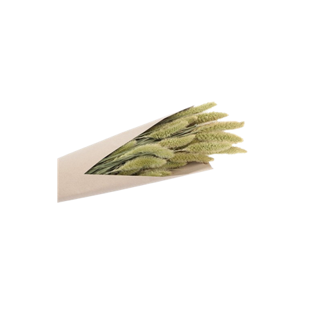 Bouquet de setaria naturel vert 100g - Haut. 74cm