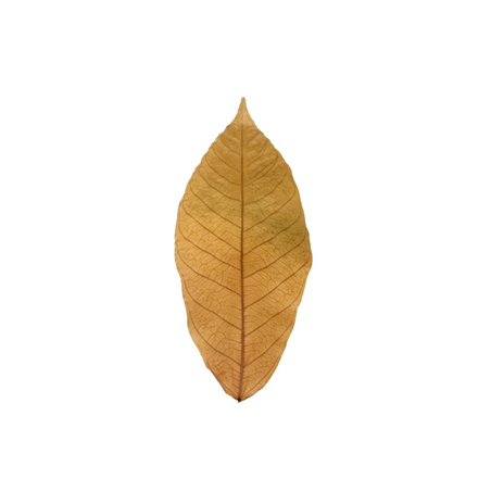 Véritable feuille de cacaoyer séchée 15 à 20cm Véritable feuille de cacaoyer séchée 15 à 20cm