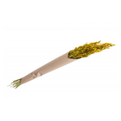 Bouquet d'avoine jaune (env 65gr) - Haut. 65cm