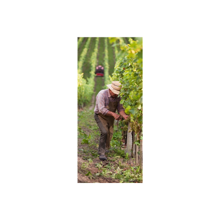 Kakemono Vendangeurs - 180 x 80 cm - Toile M1 avec structure  X- Banner