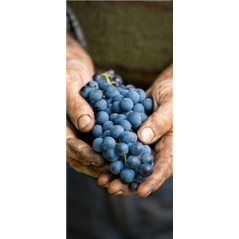 Kakemono Raisins - 180 x 80 cm - Toile M1 avec structure  X- Banner