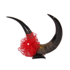 Paire de cornes naturel - Long 50 cm haut 28cm