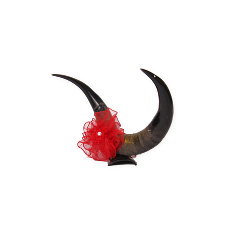 Paire de cornes naturel - Long 50 cm haut 28cm