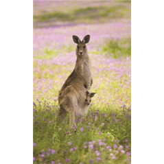 Kakemono Australie Kangourou - 180 x 80 cm - Toile M1 avec structure X- Banner