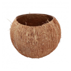 Noix de Coco naturelle 13 x 10 cm