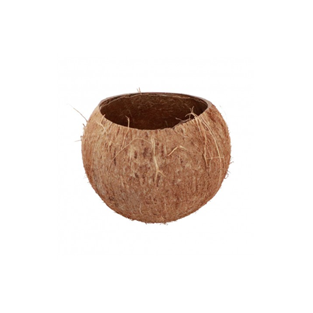 Noix de Coco naturelle 13 x 10 cm