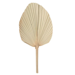 Feuille de palmier séchée naturelle éventail 70 x 33cm