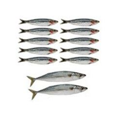 Mobiles sardines x 12 - carton - 10 de 22cm de long et 2 de 32 cm