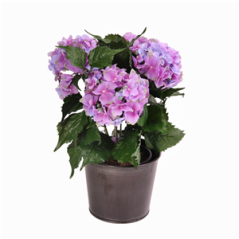 Hortensia bleu en pot métal Haut 50 cm