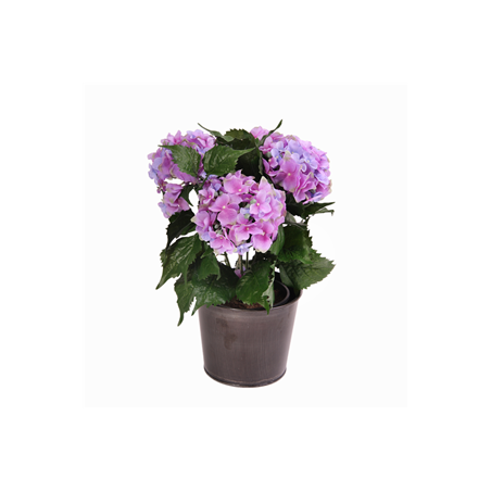 Hortensia bleu en pot métal Haut 50 cm