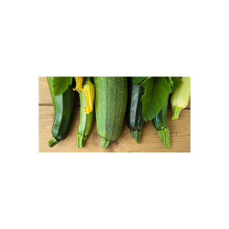 Panoramique Courgettes - PVC - 60 x 30 cm
