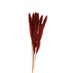 Bouquet de 6 tiges d'herbes de pampa bordeaux - Haut. 65-75cm