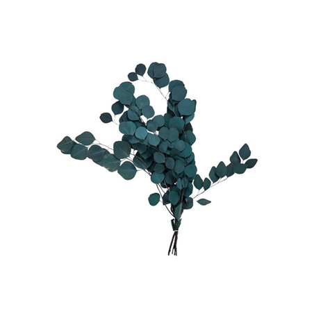 Bouquet d'Eucalyptus vert foncé stabilisé - Haut. 50 à 75cm