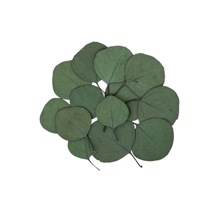 Lot de 15 feuilles de véritables feuilles d'eucalyptus stabilisées 6 x 5 cm