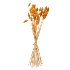 Bouquet de 50 Phalaris moutarde - Haut. 60cm