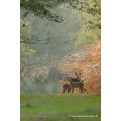 Affiche L'automne à l'orée des bois - papier - 55  x 70 cm