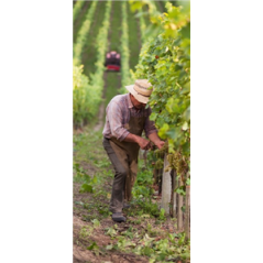 Kakemono Vendangeurs - 180 x 80 cm - Toile M1 avec structure  X- Banner