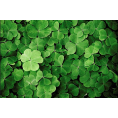 Visuel imprimé St Patrick Trèfles - 40 x 30cm sur support bristol 350 gr