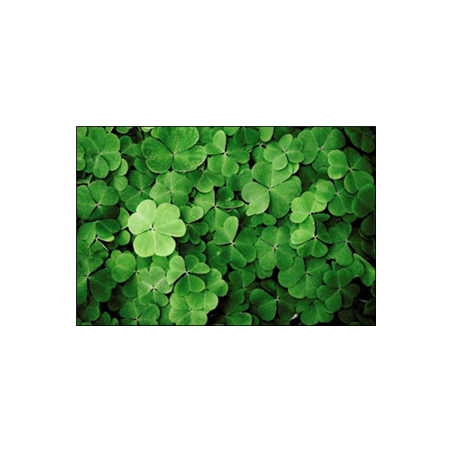 Visuel imprimé St Patrick Trèfles - 40 x 30cm sur support bristol 350 gr