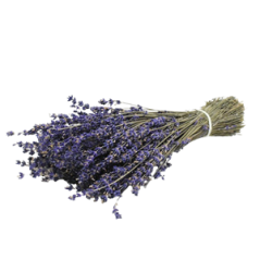 Bouquet de Lavande super bleue 80 grs