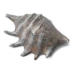 Coquillage gris naturel 12 x 8cm