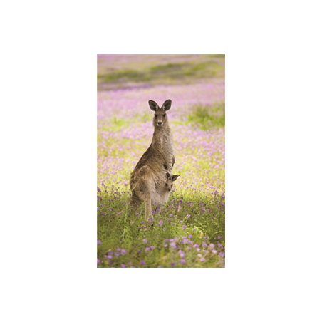 Kakemono Australie Kangourou - 180 x 80 cm - Toile M1 avec structure X- Banner