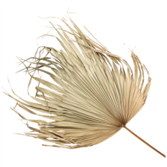 Feuille de palmier naturelle 97 x 70 cm