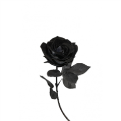 Rose noire - Haut. 66cm