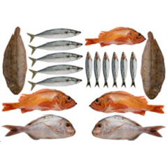 Mobiles Poissons de mer x 18 - carton